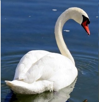 Cigno